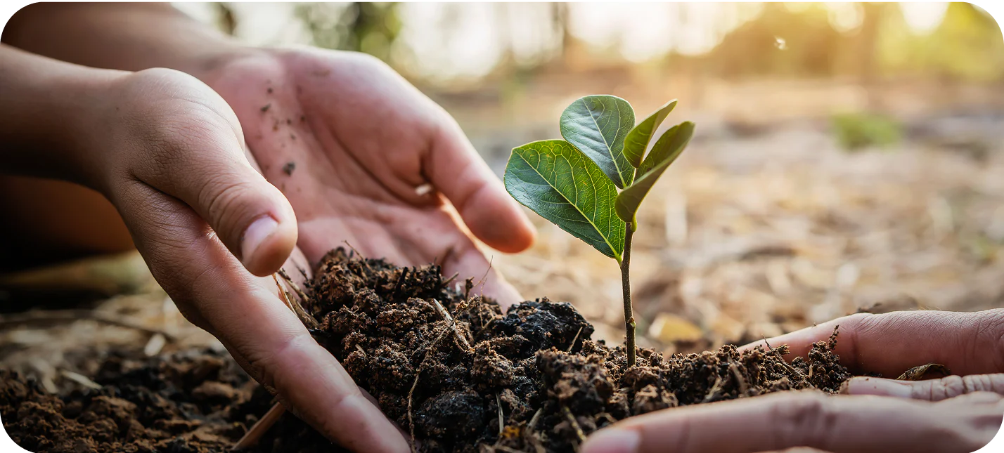 plant a tree